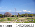 在柊崎市汪塚欣賞櫻花和富士山 143230088