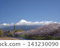 富士市龍岩淵的櫻花樹 143230090