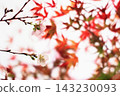 Okara的四季櫻花 143230093