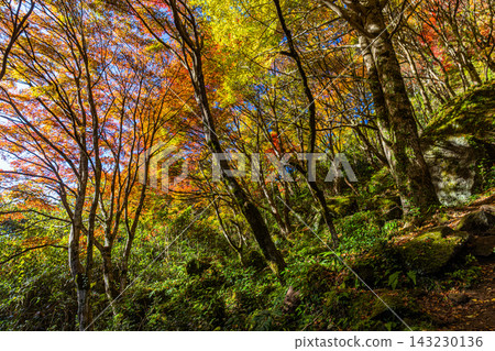Yabakei, Oita Prefecture: A valley dyed in autumn colors. Yabakei, Oita Prefecture: A valley dyed in autumn colors. 143230136