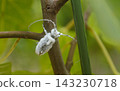 A spotted longhorn beetle infected with Beauveria fungus 143230718