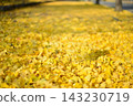 Ginkgo fallen leaves 143230719