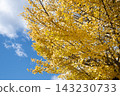 Yellow colored ginkgo tree and blue sky 143230733