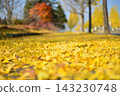 fallen leaves of ginkgo 143230748