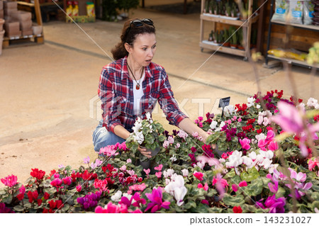 Adult woman choosing cyclamen in flower shop Adult woman choosing cyclamen in flower shop 143231027