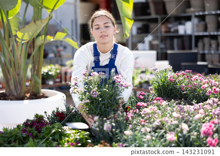 Portrait of female worker while gardening with clavell in pots in greenhouse Portrait of female worker while gardening with clavell in pots in greenhouse 143231091