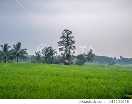 beauty morning light sunrise at paddy fields asia, Beautiful morning view in Indonesia, panoramic landscape of rice fields with mountain ranges and clear sky beauty morning light sunrise at paddy fields asia, Beautiful morning view in Indonesia, panoramic landscape of rice fields with mountain ranges and clear sky 143231628