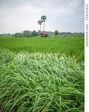 beauty morning light sunrise at paddy fields asia, Beautiful morning view in Indonesia, panoramic landscape of rice fields with mountain ranges and clear sky beauty morning light sunrise at paddy fields asia, Beautiful morning view in Indonesia, panoramic landscape of rice fields with mountain ranges and clear sky 143231631