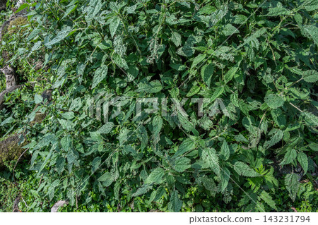 Full frame shot of the stinging nettle plants (Urtica dioica) growth in rural Nepal. The needle-like structure within the plant contains acid and different irritating chemicals. Full frame shot of the stinging nettle plants (Urtica dioica) growth in rural Nepal. The needle-like structure within the plant contains acid and different irritating chemicals. 143231794