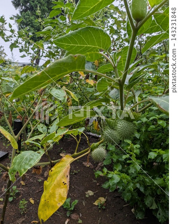 曼陀羅屬植物的果實：綠色果實，表面佈滿刺。 143231848
