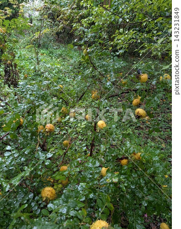 日本薔薇(Rosa multiflora)的黃色莓果。這種植物結出的果實表面長滿刺。 日本薔薇(Rosa multiflora)的黃色莓果。這種植物結出的果實表面長滿刺。 143231849