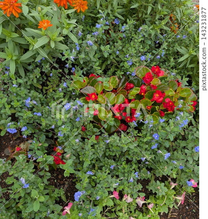 夏季花壇裡種著秋海棠和美國藍花楹 夏季花壇裡種著秋海棠和美國藍花楹 143231877