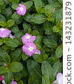 雨水浸潤的粉紅色長春花和油亮的葉子 143231879