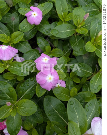 雨水浸潤的粉紅色長春花和油亮的葉子 143231879