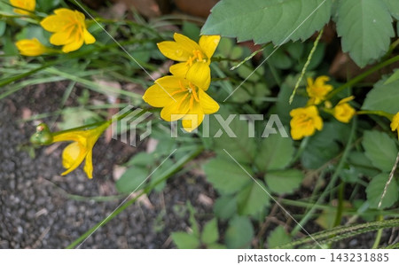 黃色的風雨蘭花朵在狹長的葉片間盛開。 143231885