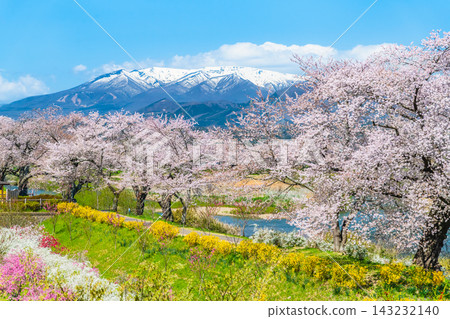 Miyagi Prefecture, Shiraishi River Embankment: A Thousand Cherry Trees at a Glance Miyagi Prefecture, Shiraishi River Embankment: A Thousand Cherry Trees at a Glance 143232140