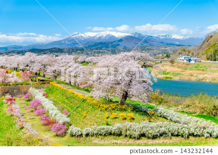 Miyagi Prefecture, Shiraishi River Embankment: A Thousand Cherry Trees at a Glance Miyagi Prefecture, Shiraishi River Embankment: A Thousand Cherry Trees at a Glance 143232144