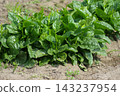 The growth of Malabar spinach grown in open fields. 143237954