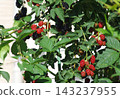 The raspberries in the home garden are bearing fruit and growing. 143237955