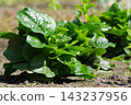 The growth of Malabar spinach grown in open fields. 143237956