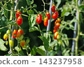 The cherry tomatoes in my home garden seem to have ripened too much. 143237958