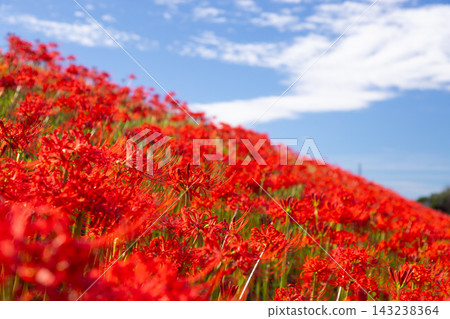 In Hiratsuka Shinden, Kawagoe City, Saitama Prefecture, a vast expanse of red spider lilies (Lycoris radiata) covers the entire slope of the Iruma River embankment, creating a vibrant red spectacle against the clear blue autumn sky. In Hiratsuka Shinden, Kawagoe City, Saitama Prefecture, a vast expanse of red spider lilies (Lycoris radiata) covers the entire slope of the Iruma River embankment, creating a vibrant red spectacle against the clear blue autumn sky. 143238364
