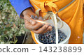 Holding small hand transferring blueberries into white bucket at berry patch, with orange apron 143238899