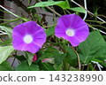 Summer flowers: Between the rain showers: Morning glories: Morning glory garden: September flowers 143238990