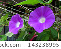 Summer flowers: Between the rain showers: Morning glories: Morning glory garden: September flowers 143238995