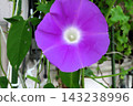 Summer flowers: Between the rain showers: Morning glories: Morning glory garden: September flowers 143238996
