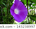 Summer flowers: Between the rain showers: Morning glories: Morning glory garden: September flowers 143238997