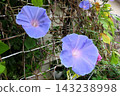 Summer flowers: Between the rain showers: Morning glories: Morning glory garden: September flowers 143238998