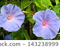 Summer flowers: Between the rain showers: Morning glories: Morning glory garden: September flowers 143238999