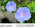 Summer flowers: Between the rain showers: Morning glories: Morning glory garden: September flowers 143239000