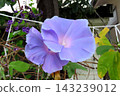 Summer flowers: Between the rain showers: Morning glories: Morning glory garden: September flowers 143239012
