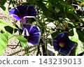 Summer flowers: Between the rain showers: Morning glories: Morning glory garden: September flowers 143239013