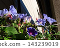 Summer flowers: Between the rain showers: Morning glories: Morning glory garden: September flowers 143239019