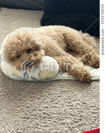 A droopy toy poodle A droopy toy poodle 143239059