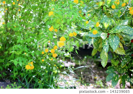 Bright Japanese kerria flowers Bright Japanese kerria flowers 143239085