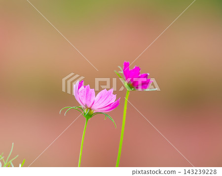 Two cosmos flowers blooming against an autumn-colored background. Two cosmos flowers blooming against an autumn-colored background. 143239228