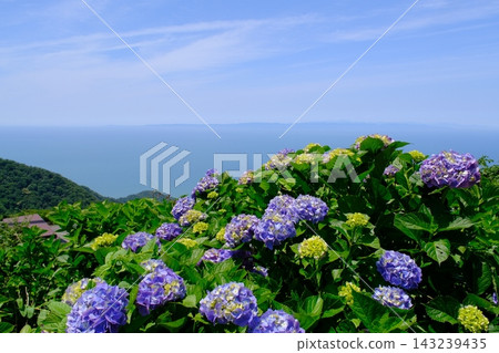 彌彥山與日本海的繡球花 彌彥山與日本海的繡球花 143239435