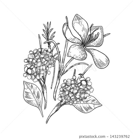 Crocus flower and botanical sprigs black white vector illustration. Saffron outline hand drawn ink sketch for herbal medicine, cooking ingredient or cosmetic package. First spring flowers drawing. Crocus flower and botanical sprigs black white vector illustration. Saffron outline hand drawn ink sketch for herbal medicine, cooking ingredient or cosmetic package. First spring flowers drawing. 143239762