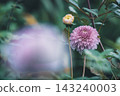 Dahlia flowers blooming in the flowerbed 143240003
