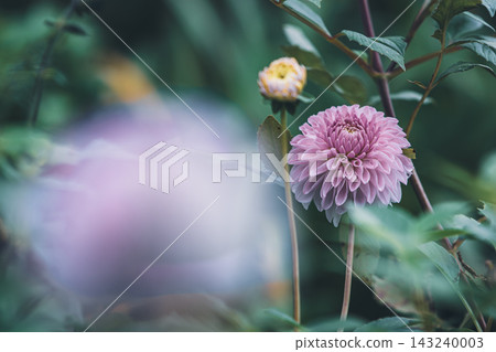 開花在花壇的大麗花花 開花在花壇的大麗花花 143240003
