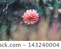 Dahlia flowers blooming in the flowerbed 143240004