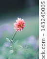 Dahlia flowers blooming in the flowerbed 143240005