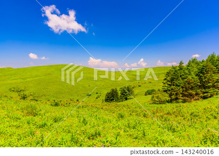 A wide-angle view of the beautiful grasslands of Kirigamine Plateau under a clear blue sky with pure white clouds floating over Kurumayama Plateau in summer. A wide-angle view of the beautiful grasslands of Kirigamine Plateau under a clear blue sky with pure white clouds floating over Kurumayama Plateau in summer. 143240016