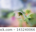 Christmas rose flowers blooming in the flower bed 143240066