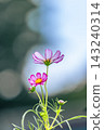 Cosmos flowers blooming in the flowerbed 143240314