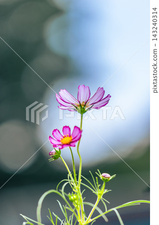 花壇裡盛開著波斯菊。 花壇裡盛開著波斯菊。 143240314